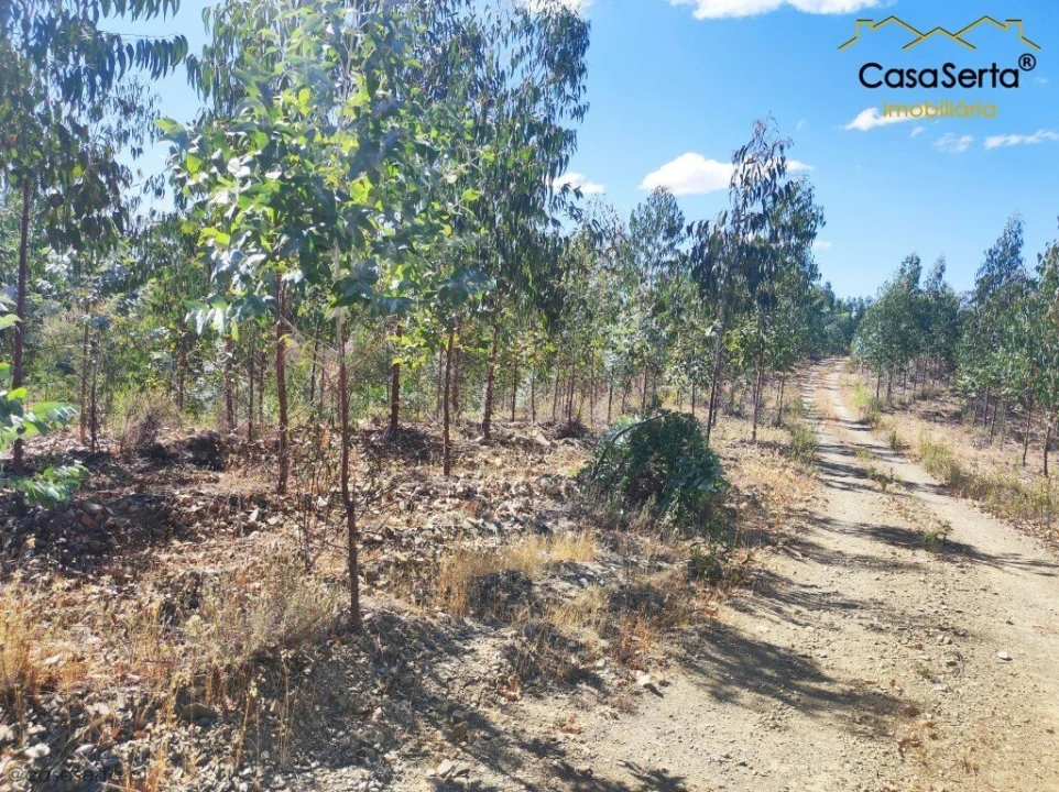 Terreno para Venda em Proença-A-Nova e Peral Foto 3