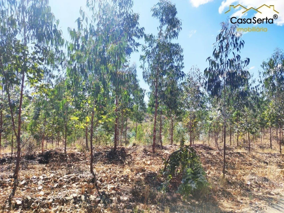 Terreno para Venda em Proença-A-Nova e Peral Foto 4