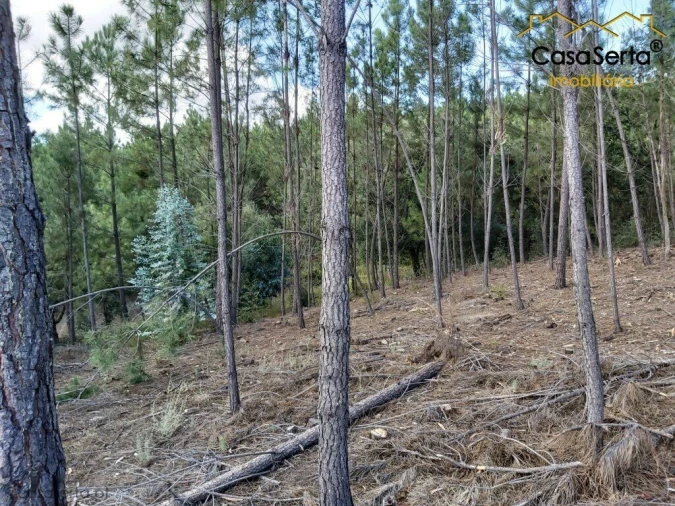 Terreno para Venda em Sertã Foto 6
