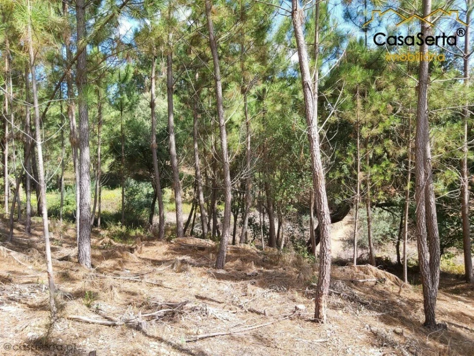 Terreno para Venda em Sertã Foto 7