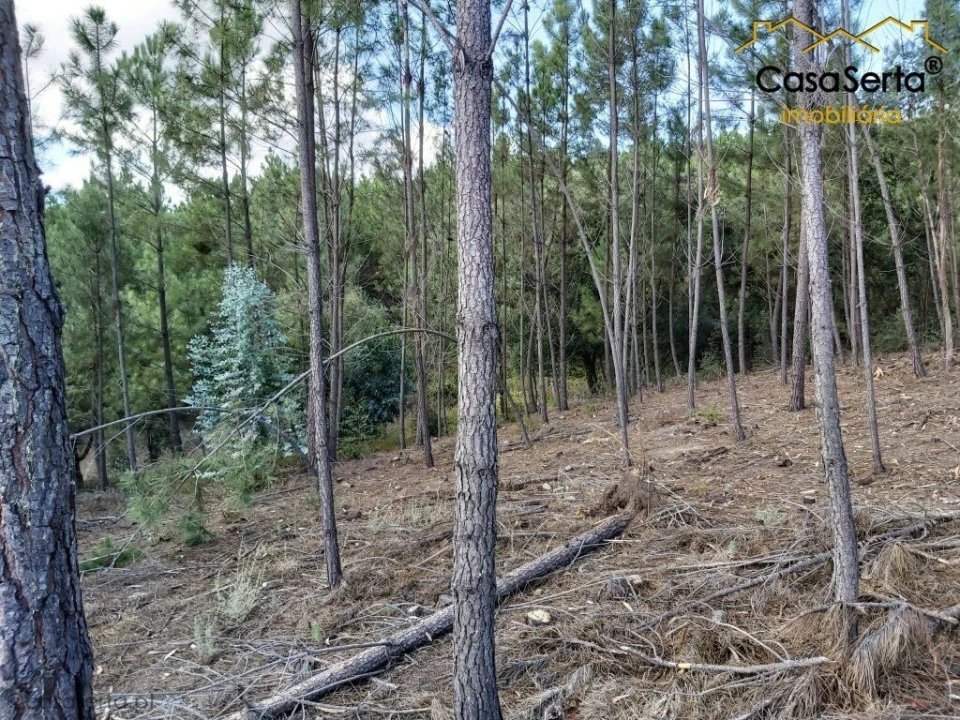 Terreno para Venda em Sertã Foto 6