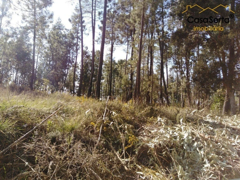 Terreno para Venda em Sertã Foto 4
