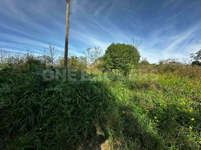 Terreno para Venda em Santa Maria e São Miguel, São Martinho, São Pedro Penaferrim Foto 1