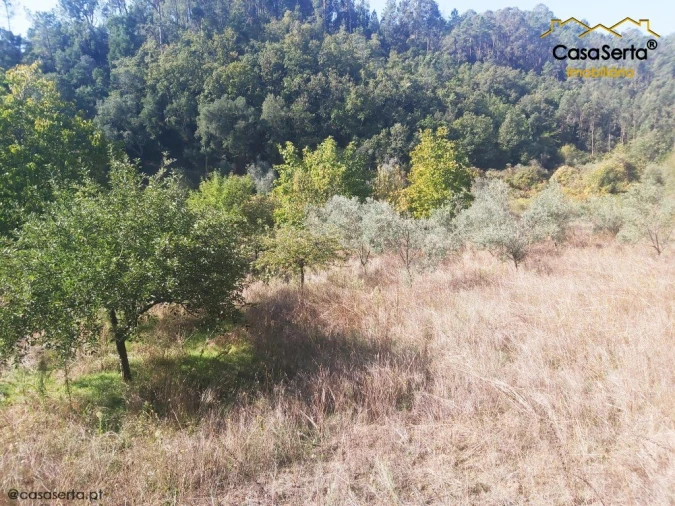Terreno para Venda em Sertã Foto 5