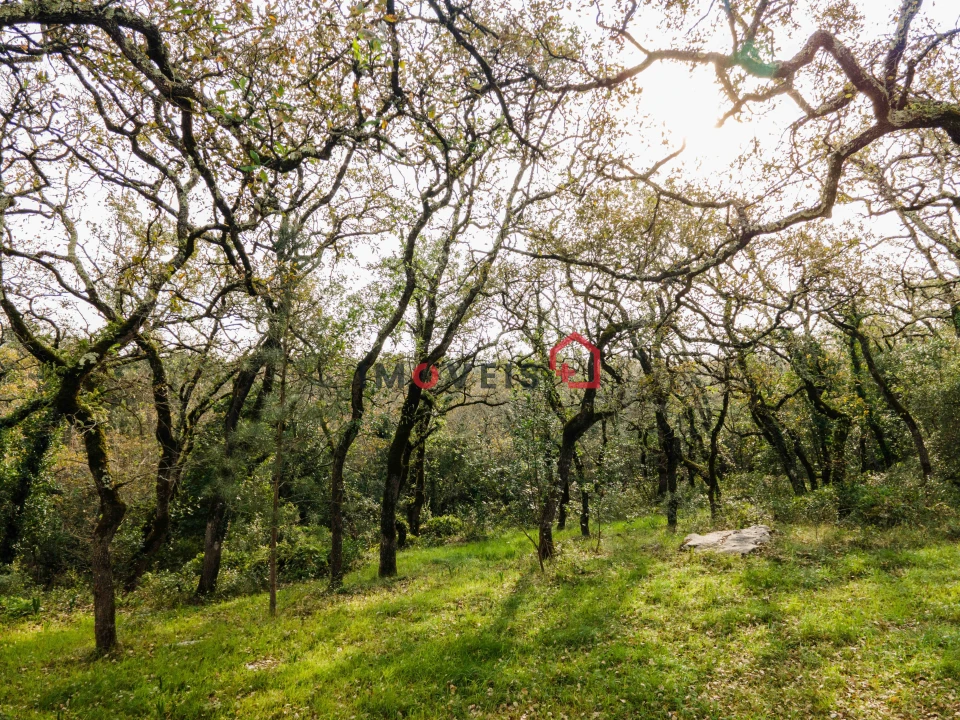 Terreno para Venda em Aljubarrota Foto 7