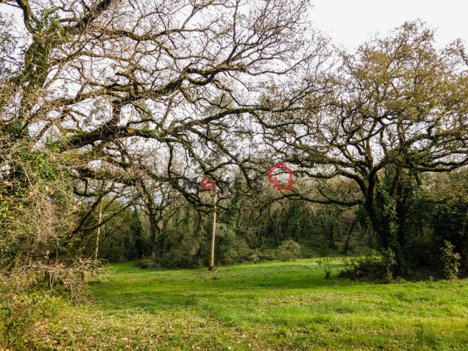Terreno para Venda em Aljubarrota Foto 12