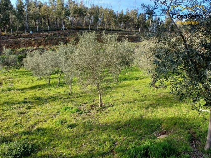 Quinta T3 para Venda em Troviscal Foto 18