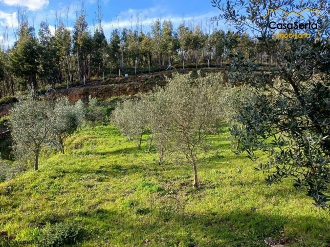 Quinta T3 para Venda em Troviscal Foto 16