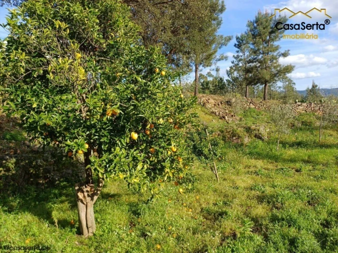 Quinta T3 para Venda em Troviscal Foto 10