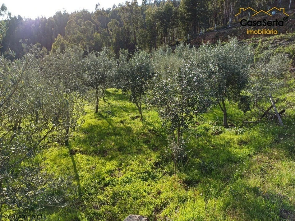 Quinta T3 para Venda em Troviscal Foto 15