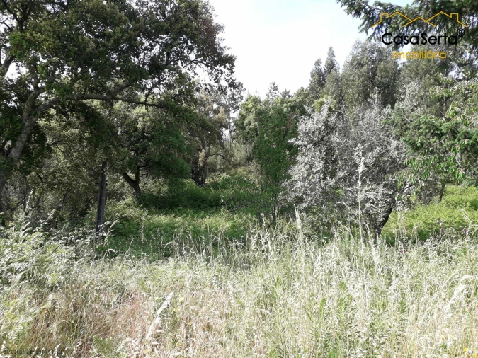 Terreno para Venda em Sertã Foto 3
