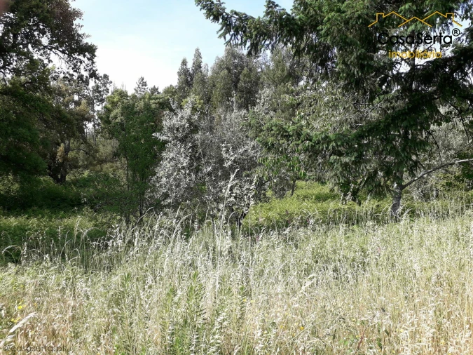 Terreno para Venda em Sertã Foto 2