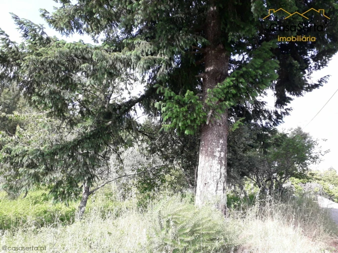 Terreno para Venda em Sertã Foto 4