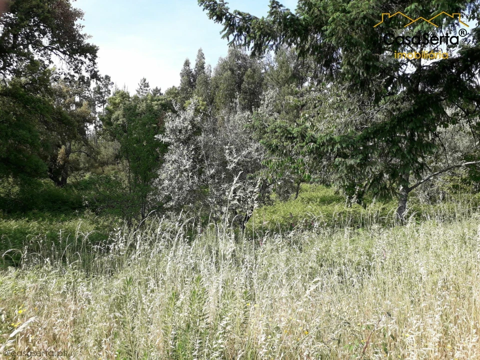 Terreno para Venda em Sertã Foto 2