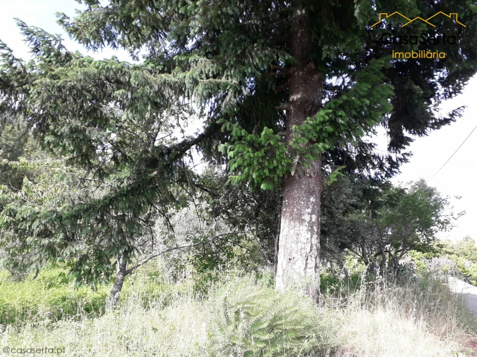 Terreno para Venda em Sertã Foto 4
