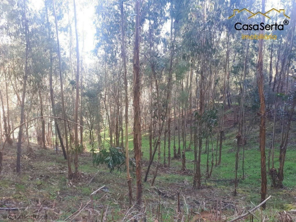 Terreno para Venda em Sertã Foto 2