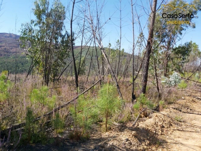 Terreno para Venda em Mosteiro Foto 3