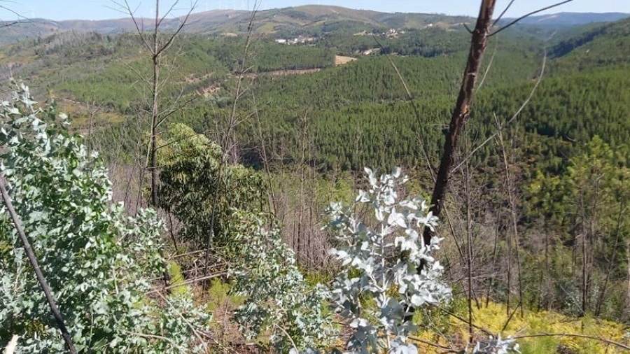 Terreno para Venda em Mosteiro