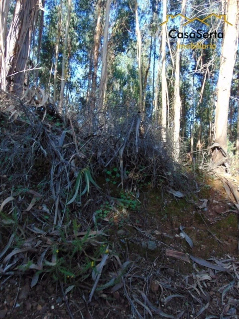 Terreno para Venda em Sertã