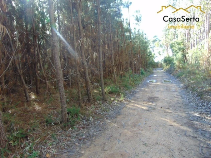 Terreno para Venda em Sertã Foto 10