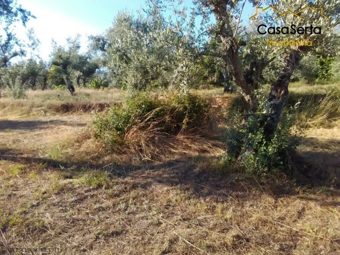 Terreno para Venda em Proença-A-Nova e Peral Foto 5