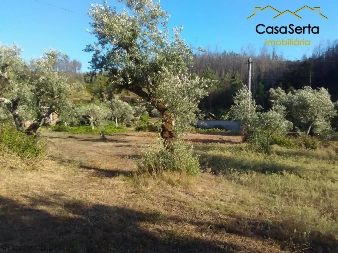 Terreno para Venda em Proença-A-Nova e Peral Foto 3