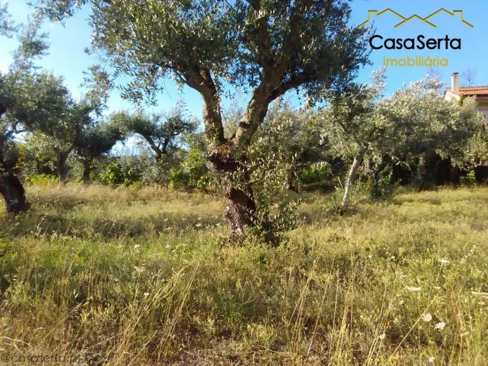 Terreno para Venda em Proença-A-Nova e Peral Foto 4