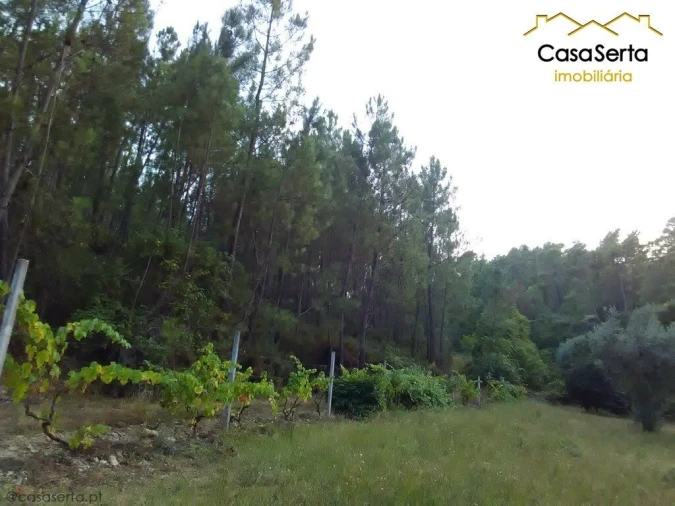 Terreno para Venda em Proença-A-Nova e Peral Foto 3