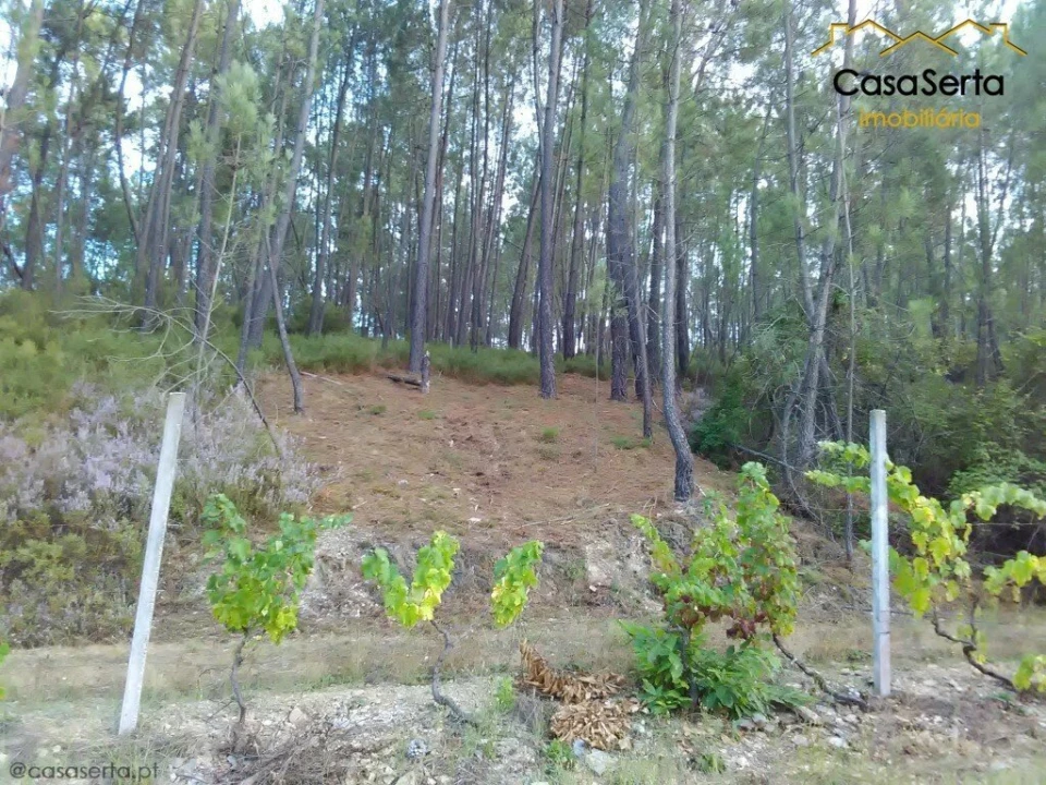 Terreno para Venda em Proença-A-Nova e Peral Foto 4