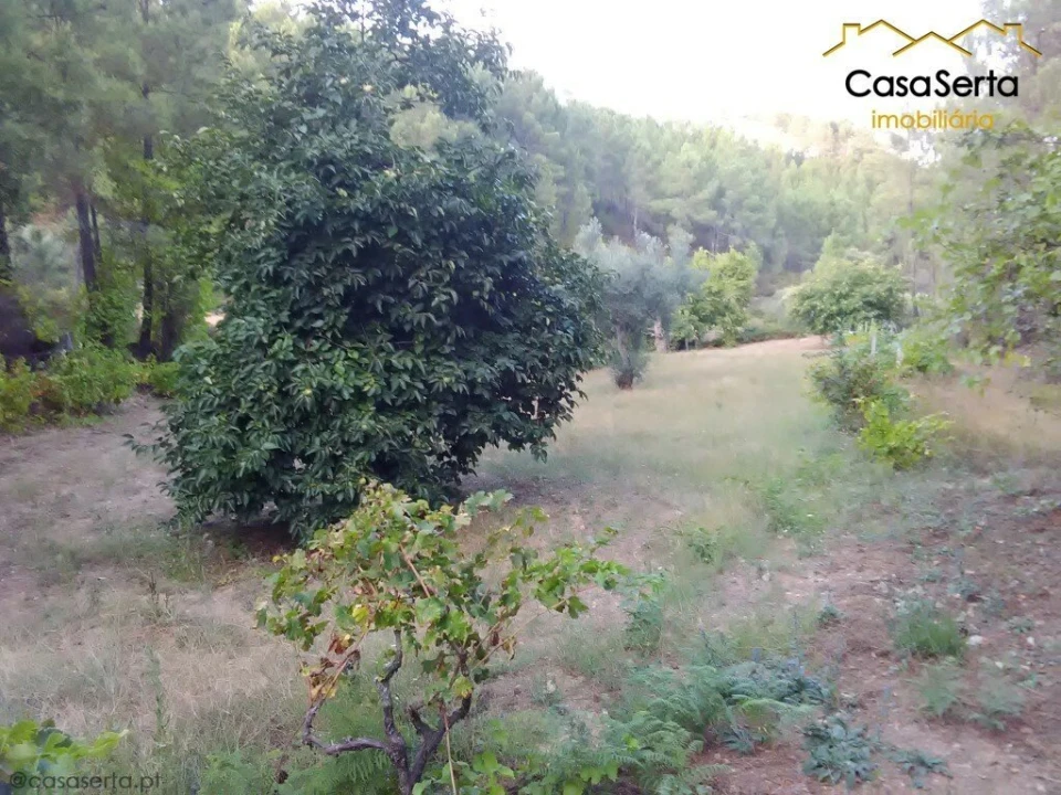 Terreno para Venda em Proença-A-Nova e Peral Foto 1
