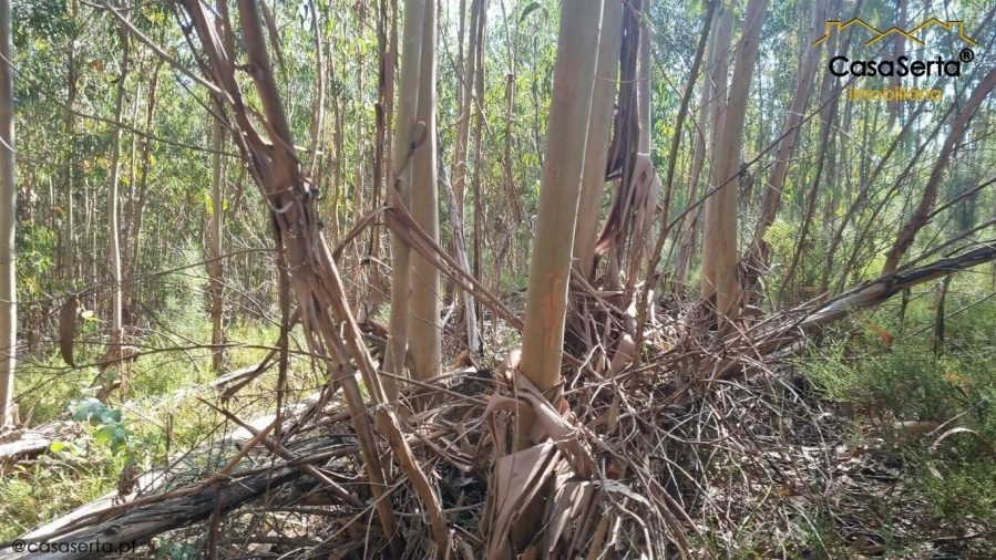 Terreno para Venda em Graça