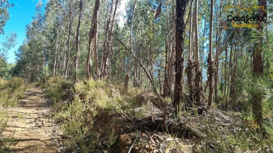 Terreno para Venda em Graça Foto 8