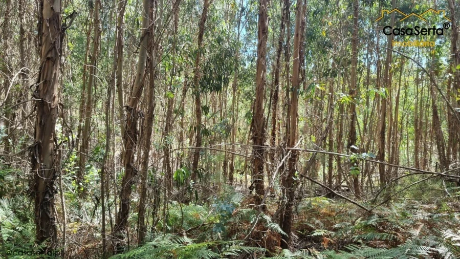 Terreno para Venda em Graça Foto 6