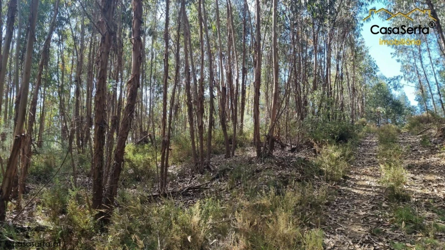 Terreno para Venda em Graça Foto 3