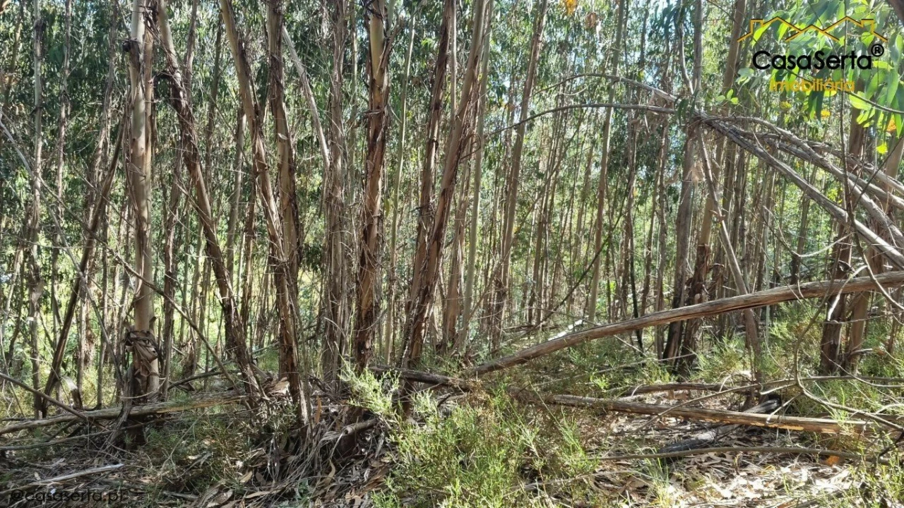 Terreno para Venda em Graça Foto 7