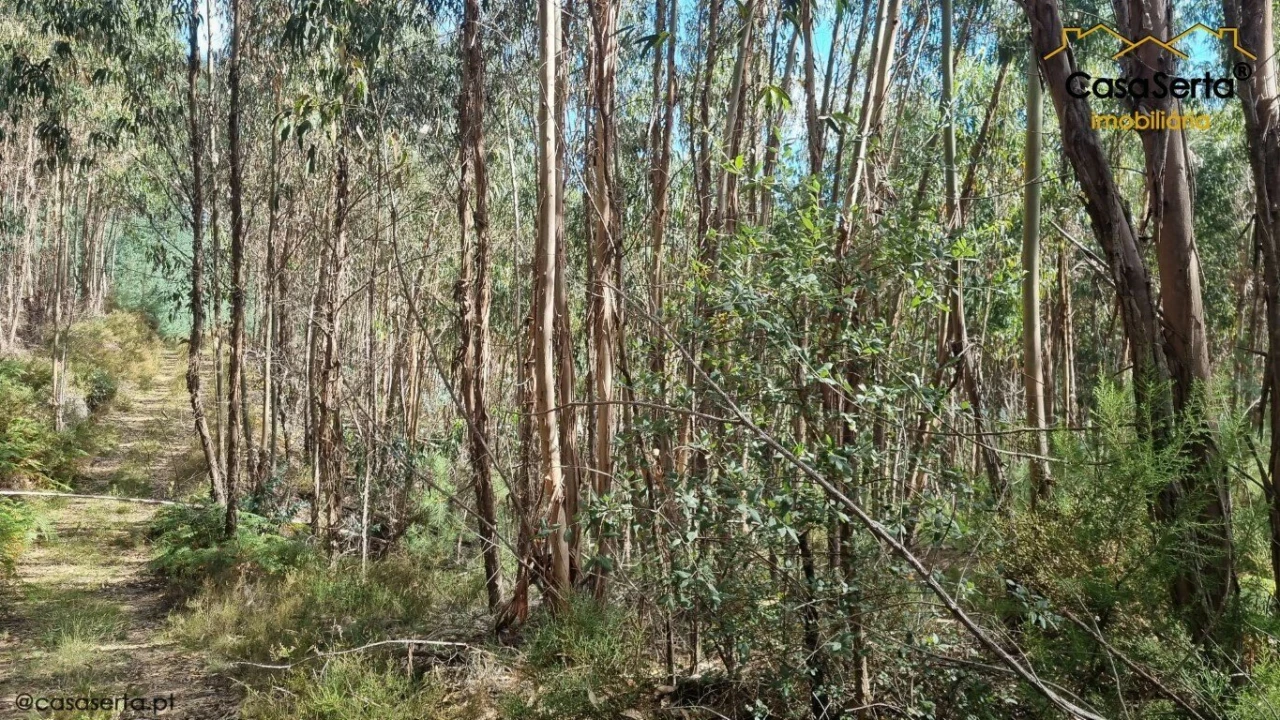 Terreno para Venda em Graça Foto 5
