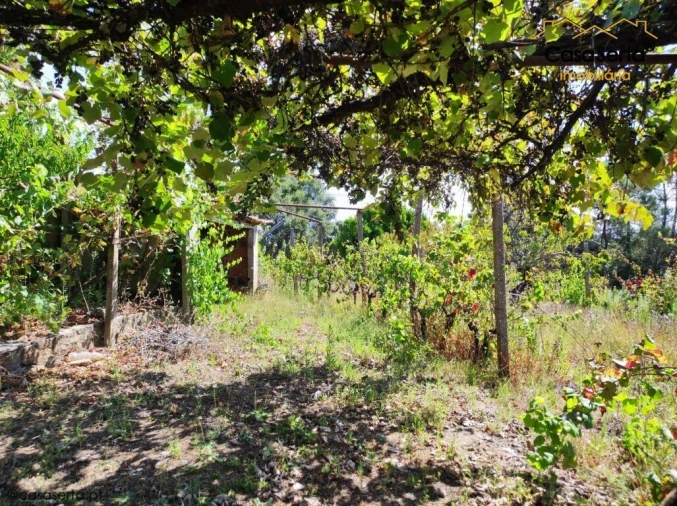 Terreno para Venda em Cabeçudo Foto 5