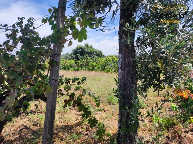 Terreno para Venda em Cabeçudo Foto 4
