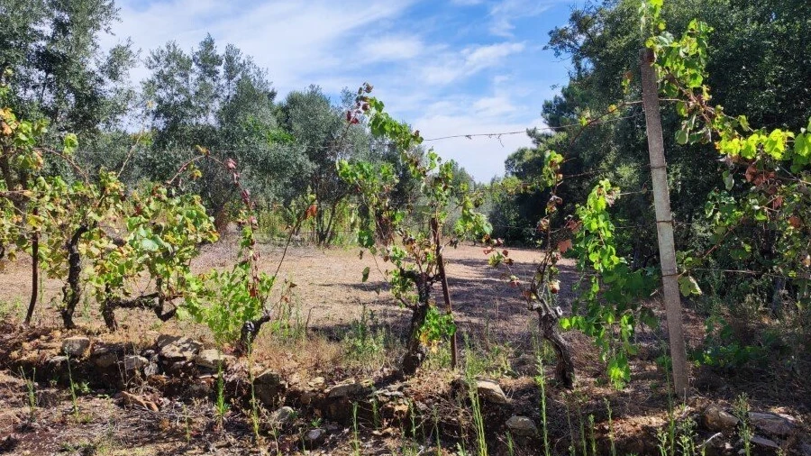 Terreno para Venda em Cabeçudo