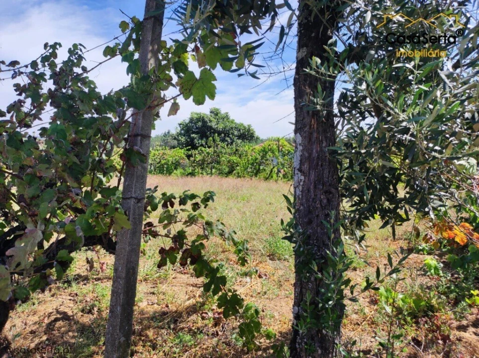 Terreno para Venda em Cabeçudo Foto 4