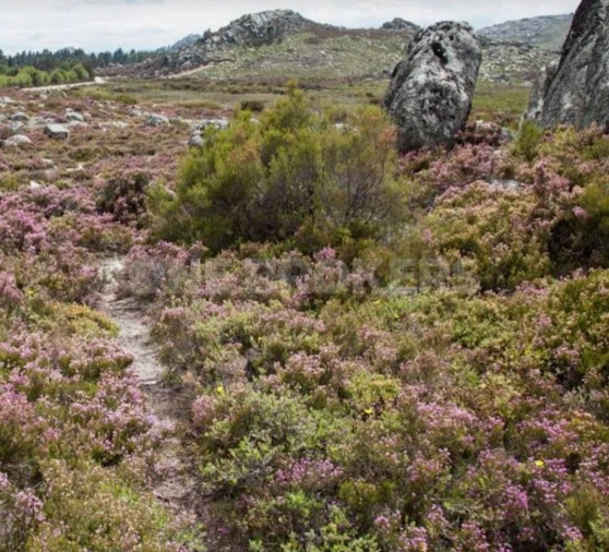 Terreno para Venda em Vilar de Ferreiros Foto 7