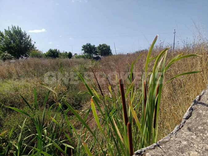 Terreno para Venda em Marinhais Foto 12