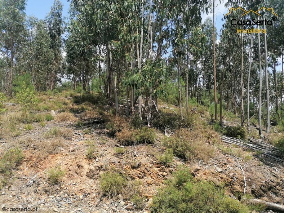 Terreno para Venda em Graça Foto 3