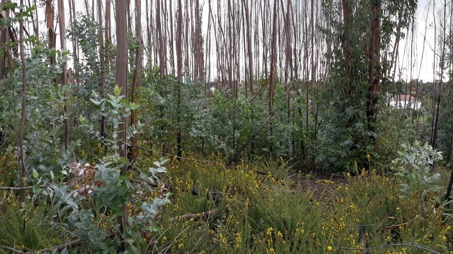 Terreno para Venda em Castelo