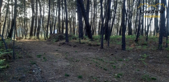 Terreno para Venda em Sertã