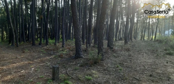 Terreno para Venda em Sertã