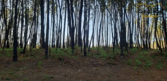 Terreno para Venda em Sertã