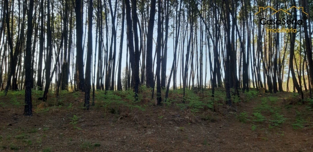Terreno para Venda em Sertã Foto 6