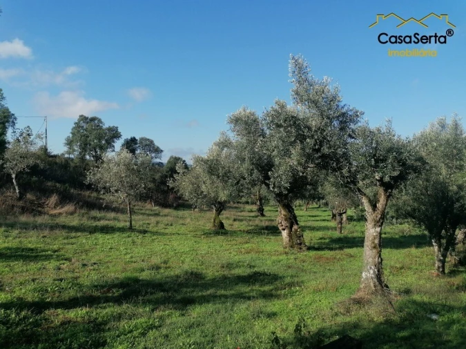 Terreno para Venda em Cumeada e Marmeleiro Foto 3