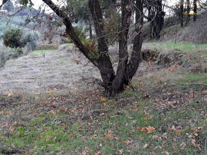 Terreno para Venda em Castelo Foto 7